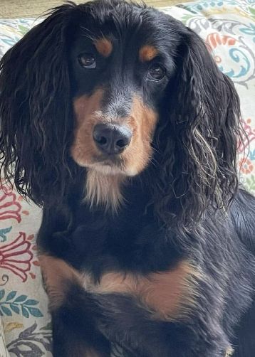 KING LAKE’S GINNY